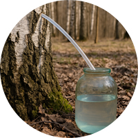 Когда собирать берёзовый сок в России 2025 году