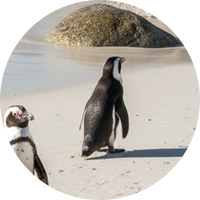 Кейптаун: что нужно знать для поездки и жизни