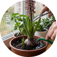 Обрезка и полив гиацинта сразу после увядания цветов